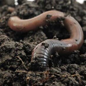 rainworms to raise a member