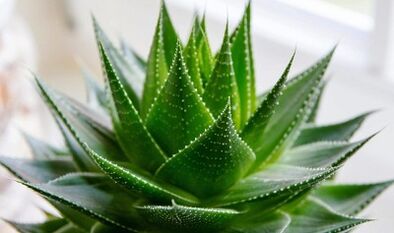 Using Aloe to increase member